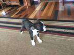 Boxer Puppy for sale in Harrison, AR, USA
