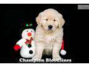 Golden Retriever Puppy for sale in Canton, OH, USA