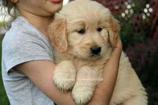Golden Retriever Puppy for sale in Rutherford, NJ, USA