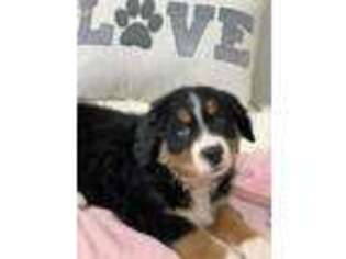 Bernese Mountain Dog Puppy for sale in Beaver Dam, WI, USA