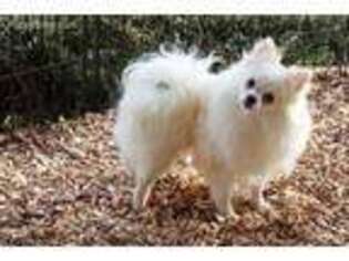 Pomeranian Puppy for sale in Cookeville, TN, USA