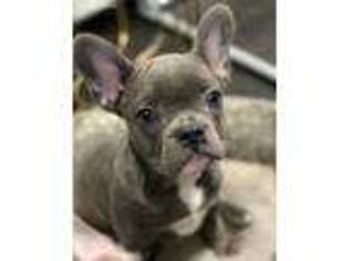 French Bulldog Puppy for sale in Eden, NC, USA