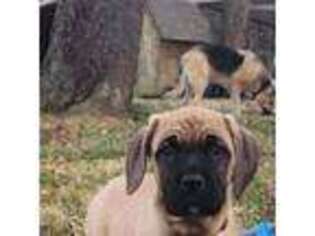 Cane Corso Puppy for sale in Providence, KY, USA