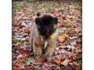 Mutt Puppy for sale in Meredith, NH, USA