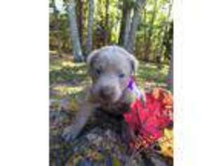 Labrador Retriever Puppy for sale in Russellville, MO, USA