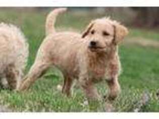 Labradoodle Puppy for sale in Grand Rapids, MI, USA