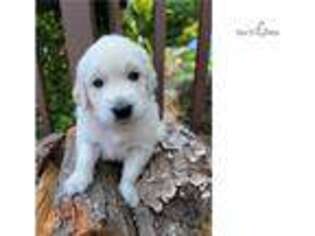 Mutt Puppy for sale in Annapolis, MD, USA