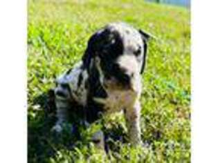 Great Dane Puppy for sale in Lithia, FL, USA