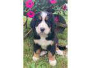 Bernese Mountain Dog Puppy for sale in Winchester, OH, USA