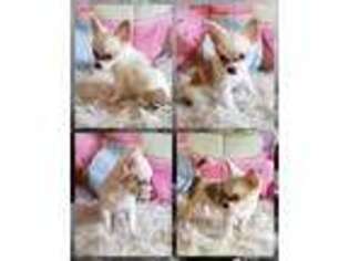 Chihuahua Puppy for sale in Marland, OK, USA