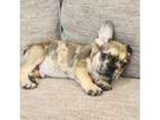 French Bulldog Puppy for sale in Canton, OH, USA