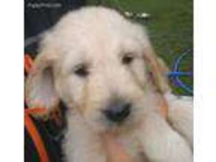 Goldendoodle Puppy for sale in Saint Joseph, MN, USA