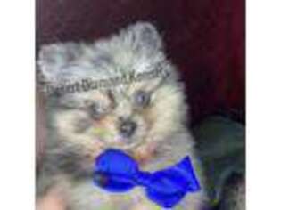 Pomeranian Puppy for sale in Acton, CA, USA