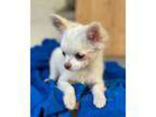 Chihuahua Puppy for sale in Fairfield, CA, USA