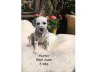 Dalmatian Puppy for sale in Lakeland, MN, USA
