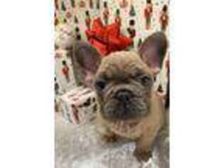 French Bulldog Puppy for sale in Ankeny, IA, USA