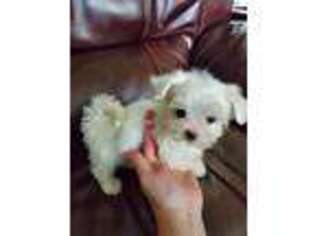 Maltese Puppy for sale in Lexington, MA, USA