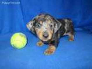 Dachshund Puppy for sale in Olpe, KS, USA