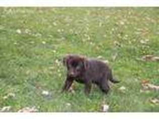 Labrador Retriever Puppy for sale in Butler, OH, USA