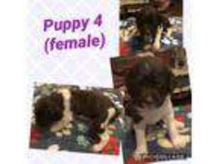 Brittany Puppy for sale in Piedmont, OK, USA