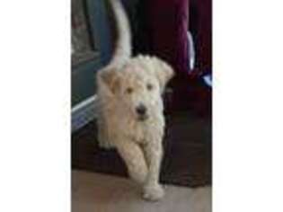 Labradoodle Puppy for sale in Queen Creek, AZ, USA