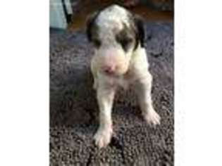 Mutt Puppy for sale in Middletown, RI, USA