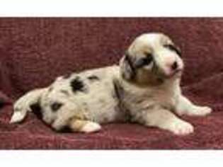 Cardigan Welsh Corgi Puppy for sale in Henderson, TX, USA