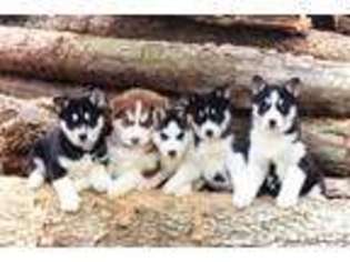 Siberian Husky Puppy for sale in Logansport, IN, USA