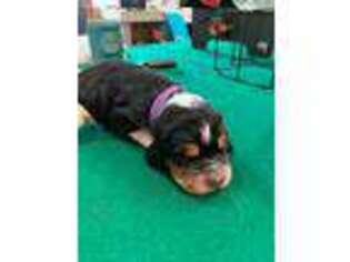 Basset Hound Puppy for sale in Holden, MO, USA