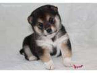 Shiba Inu Puppy for sale in Ickesburg, PA, USA