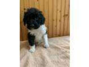 Labradoodle Puppy for sale in Wauseon, OH, USA
