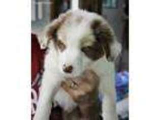 Border Collie Puppy for sale in Diamondhead, MS, USA