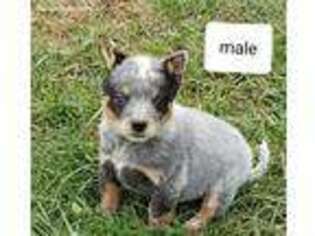 Australian Cattle Dog Puppy for sale in White Post, VA, USA