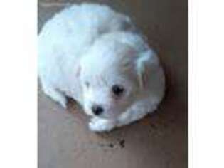 Maltese Puppy for sale in Deltona, FL, USA