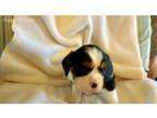 Cavalier King Charles Spaniel Puppy for sale in Mentone, CA, USA