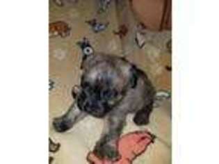 Cairn Terrier Puppy for sale in Kimbolton, OH, USA