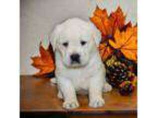 Labrador Retriever Puppy for sale in Milaca, MN, USA