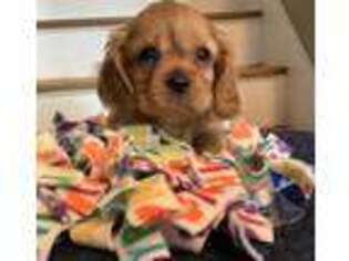 Cavalier King Charles Spaniel Puppy for sale in Brandon, SD, USA