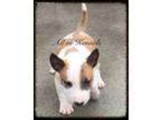 Bull Terrier Puppy for sale in Van Nuys, CA, USA