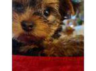 Yorkshire Terrier Puppy for sale in Burkeville, VA, USA