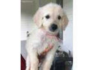 Goldendoodle Puppy for sale in Canton, GA, USA