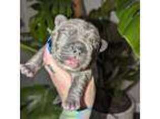 French Bulldog Puppy for sale in Tacoma, WA, USA
