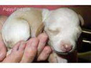 Dachshund Puppy for sale in Dahlonega, GA, USA