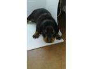 Dachshund Puppy for sale in Sacramento, CA, USA