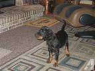 Mutt Puppy for sale in BURNETT, WI, USA
