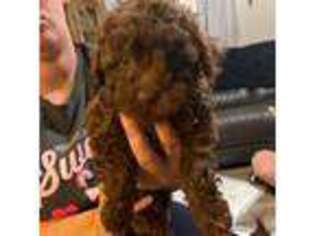 Mutt Puppy for sale in Killen, AL, USA