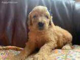Buggs Puppy for sale in Adrian, MI, USA