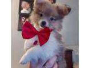 Pomeranian Puppy for sale in Hanover, IN, USA