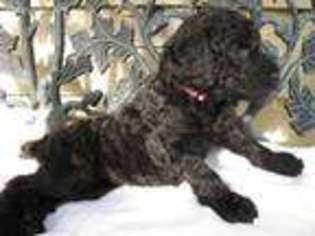 Mutt Puppy for sale in Clinton, MS, USA