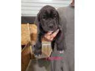 Cane Corso Puppy for sale in Damon, TX, USA